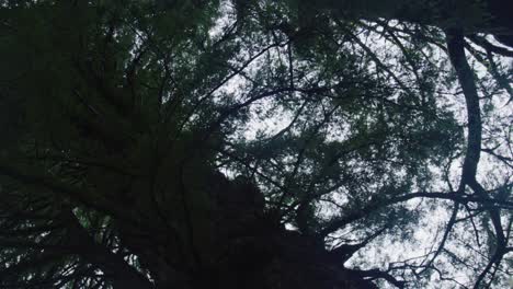 upward shot of towering redwood trees swaying gently in rain overcast sky above misty atmosphere soft light filtering through dense branches moody forest setting northern california landscape