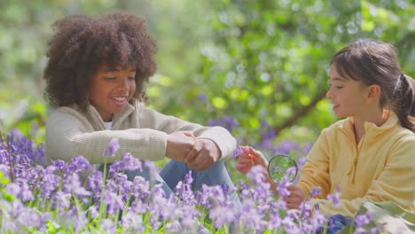 boy and girl in spring woodlands examining bluebells with magnifying glass