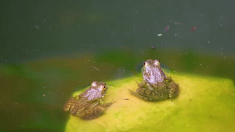 video estático de 2 ranas verdes juveniles sobre rocas