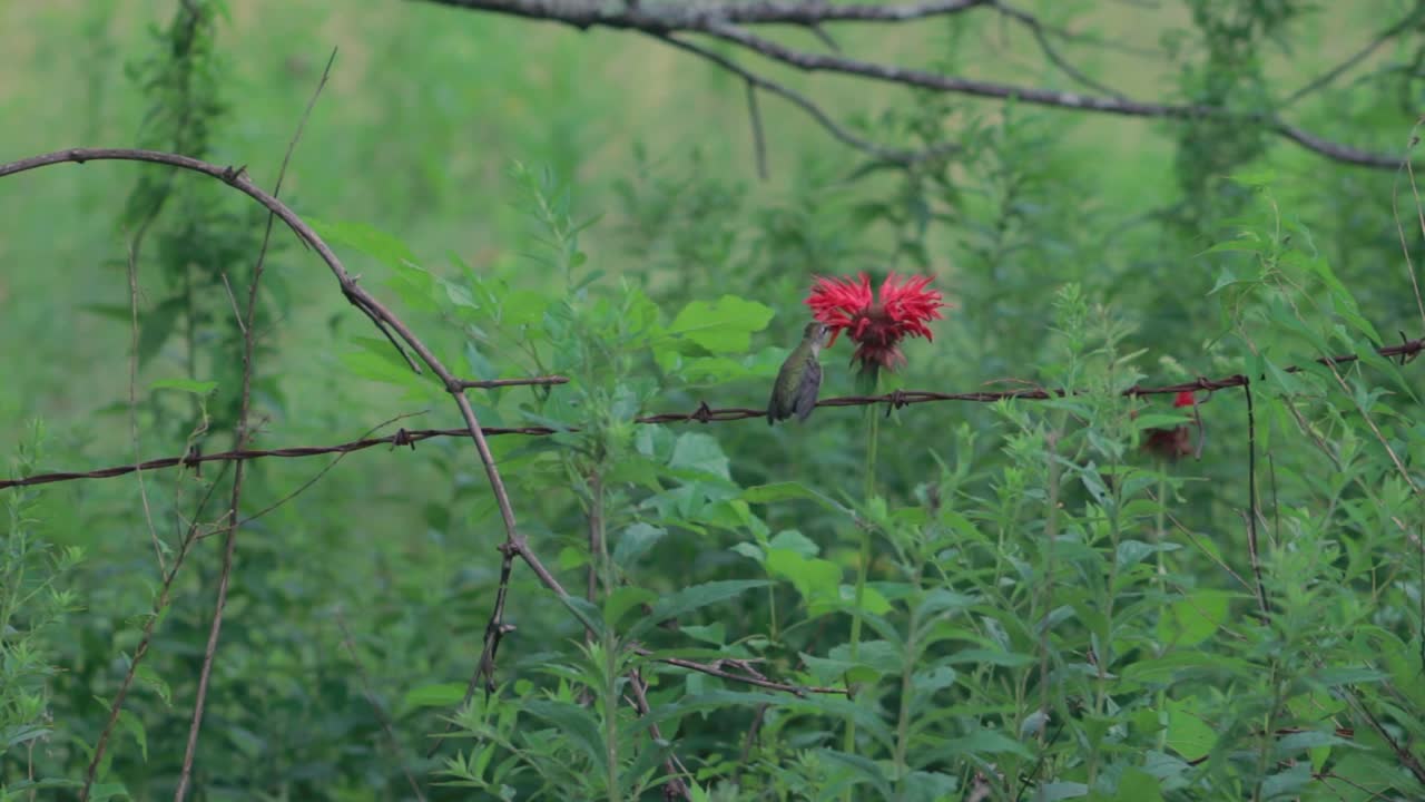 Hummingbird collecting nectar from red wildflowers beside rustic barbed wire fence surrounded by green foliage in rural Hampshire, England, showing delicate wildlife moment in summer nature