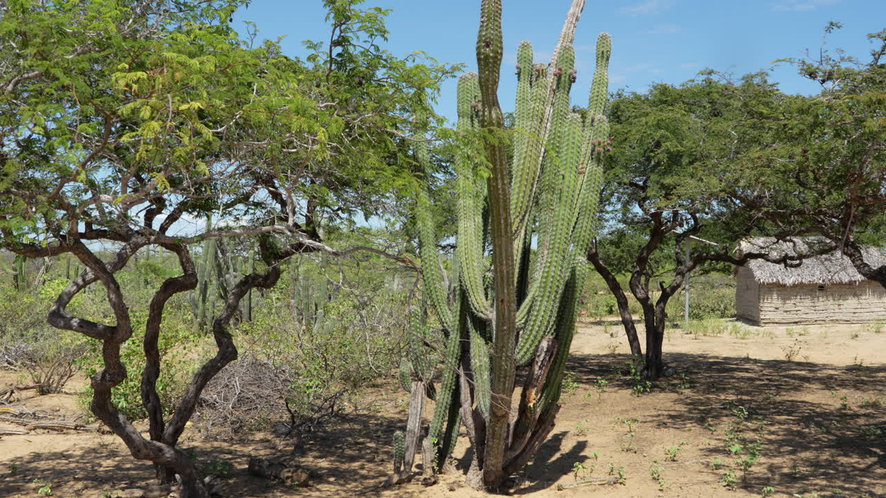 Vidvinkelbillede af høje kaktusser og snoede træer på sandet terræn under klar blå himmel i La Guajira, Colombia, med en rustik hytte i indfødt stil. Naturligt dagslys, landskabskomposition