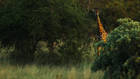 huge giraffe grazing in the sabi sands game reserve in south africa. static shot