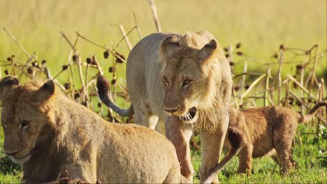 fotografía en cámara lenta de la hermosa vida silvestre africana en la reserva nacional de maasai mara, la madre leona juega con los juguetones cachorros de león, kenia, áfrica animales de safari en la reserva de masai mara norte