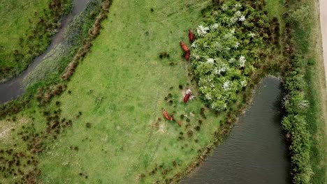 drone footage of birdy eyes view of the wild cows are looking for food near the river and canal in the netherlands