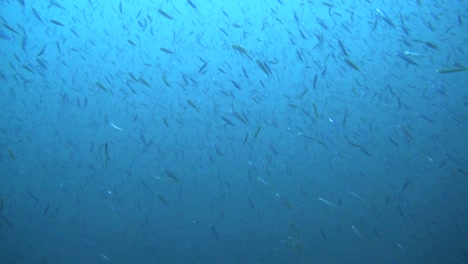 a big baitball of small fish is being hunted and moves very fast in different directions. probably anchovies