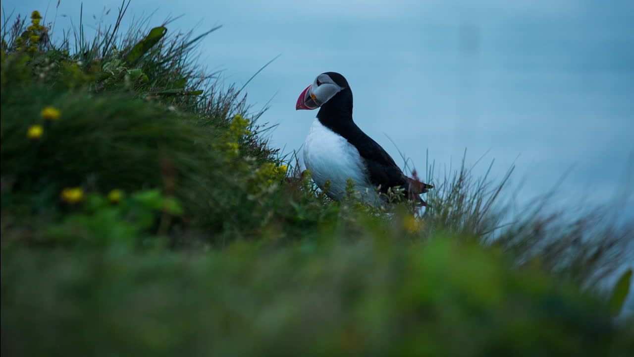 Puffin in its natural habitat