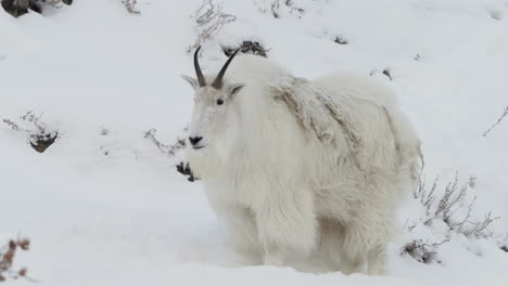 furry mountain goat in yukon wildlife preserve near whitehorse, yukon territory, canada. static shot