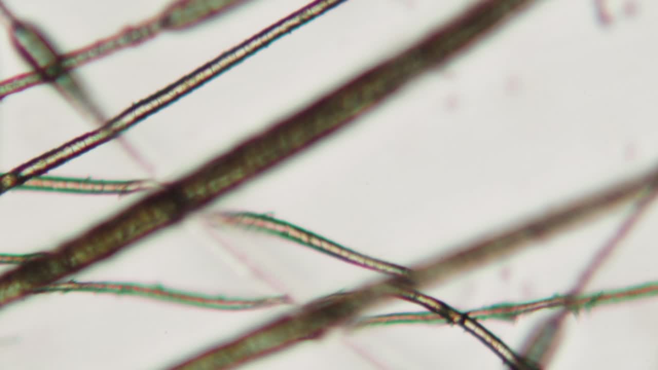 Detailed Microscopic View of Animal Hair Strands