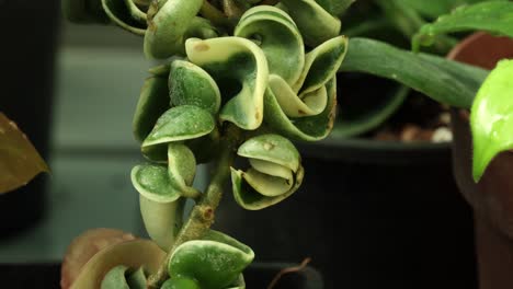 closer view and tilt down camera movement from a variegata plant