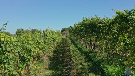 Aerial-view-of-vineyard,-flying-through-rows-of-grapevine,-grape-harvest