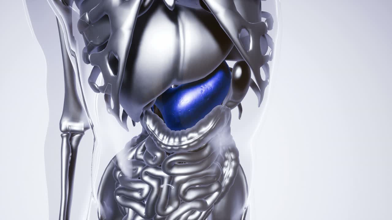 modelo de estómago humano con todos los órganos y huesos