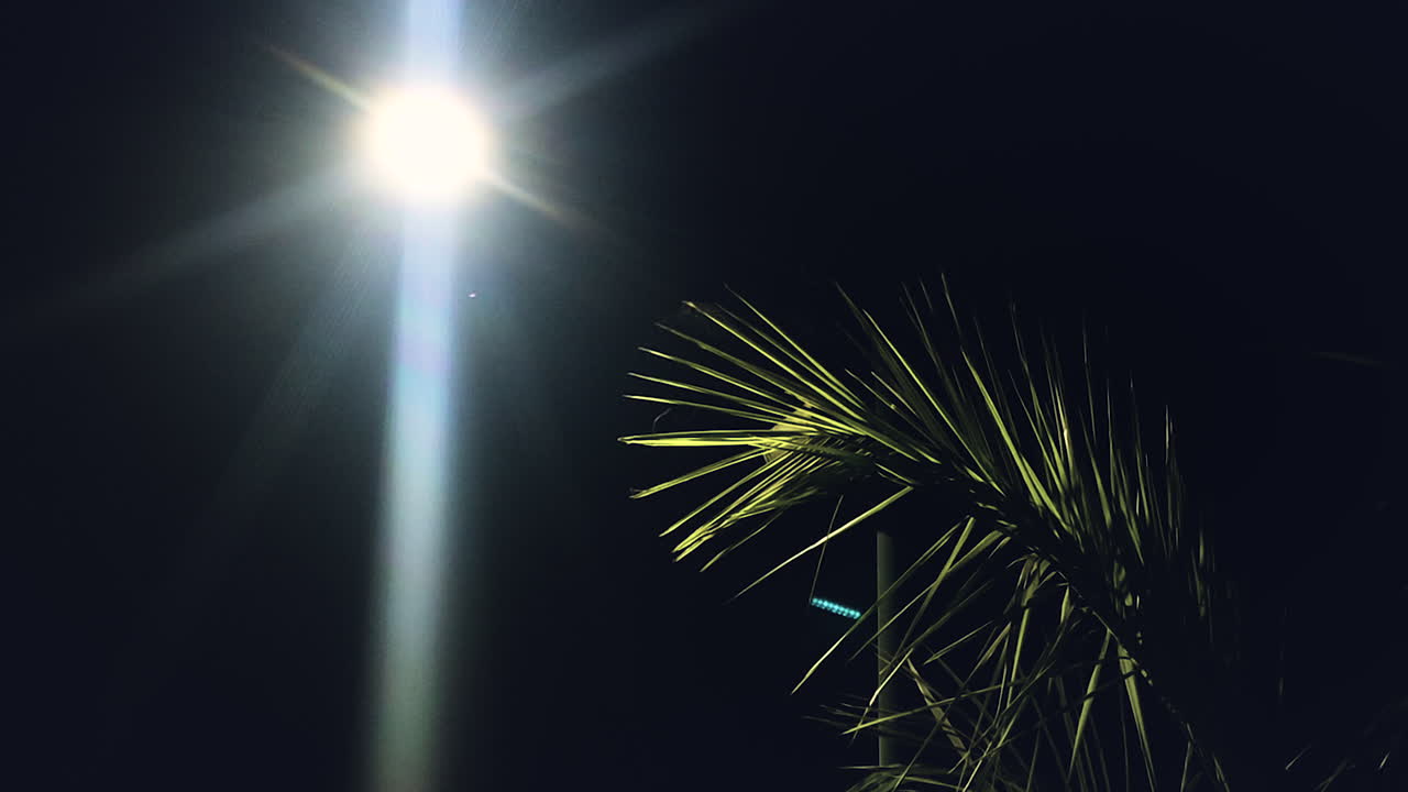 Scena notturna cinematografica con luminosi lampioni e foglie di palma, ideale per un'atmosfera da città tropicale, vita notturna, immagini di viaggio, scene di suspense e narrazione urbana.