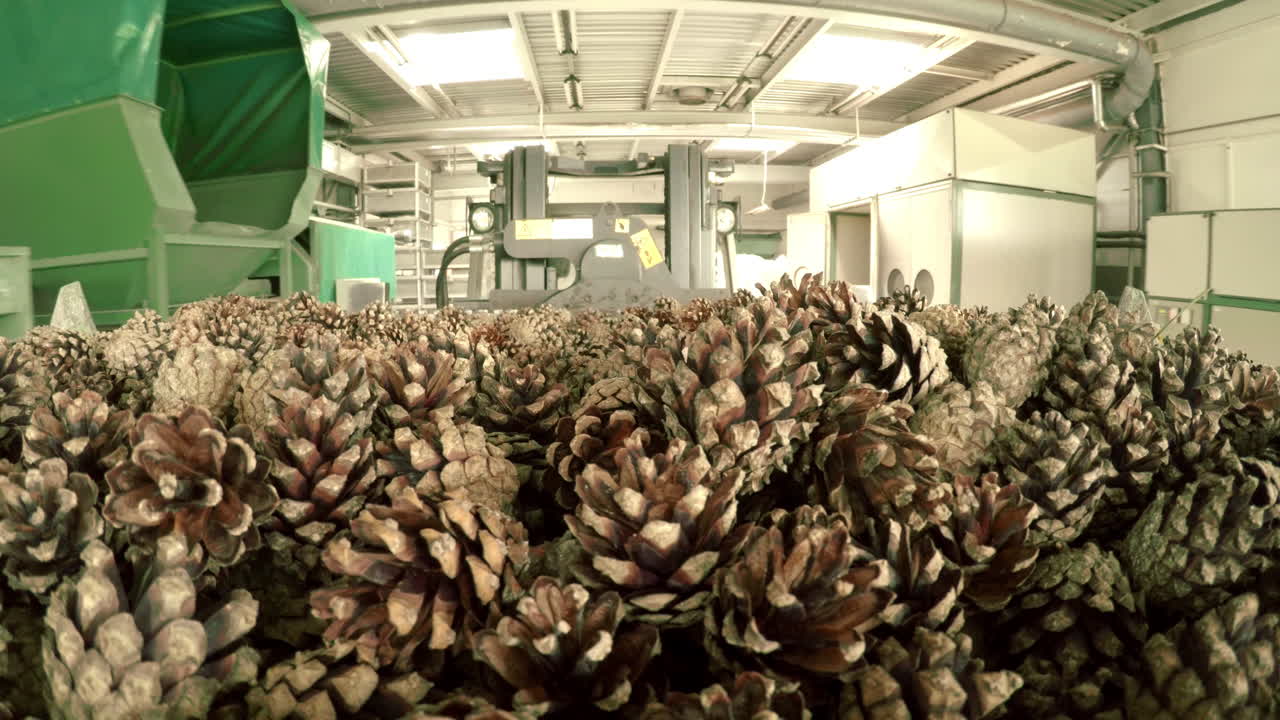 montón de conos. carretilla elevadora eléctrica que transporta conos de pino en el armario de secado