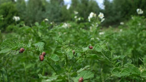 Kartoffelkäferweibchen-Sind-Sehr-Produktiv-Und-Können-In-Einem-Zeitraum-Von-4-Bis-5-Wochen-über-500-Eier-Legen