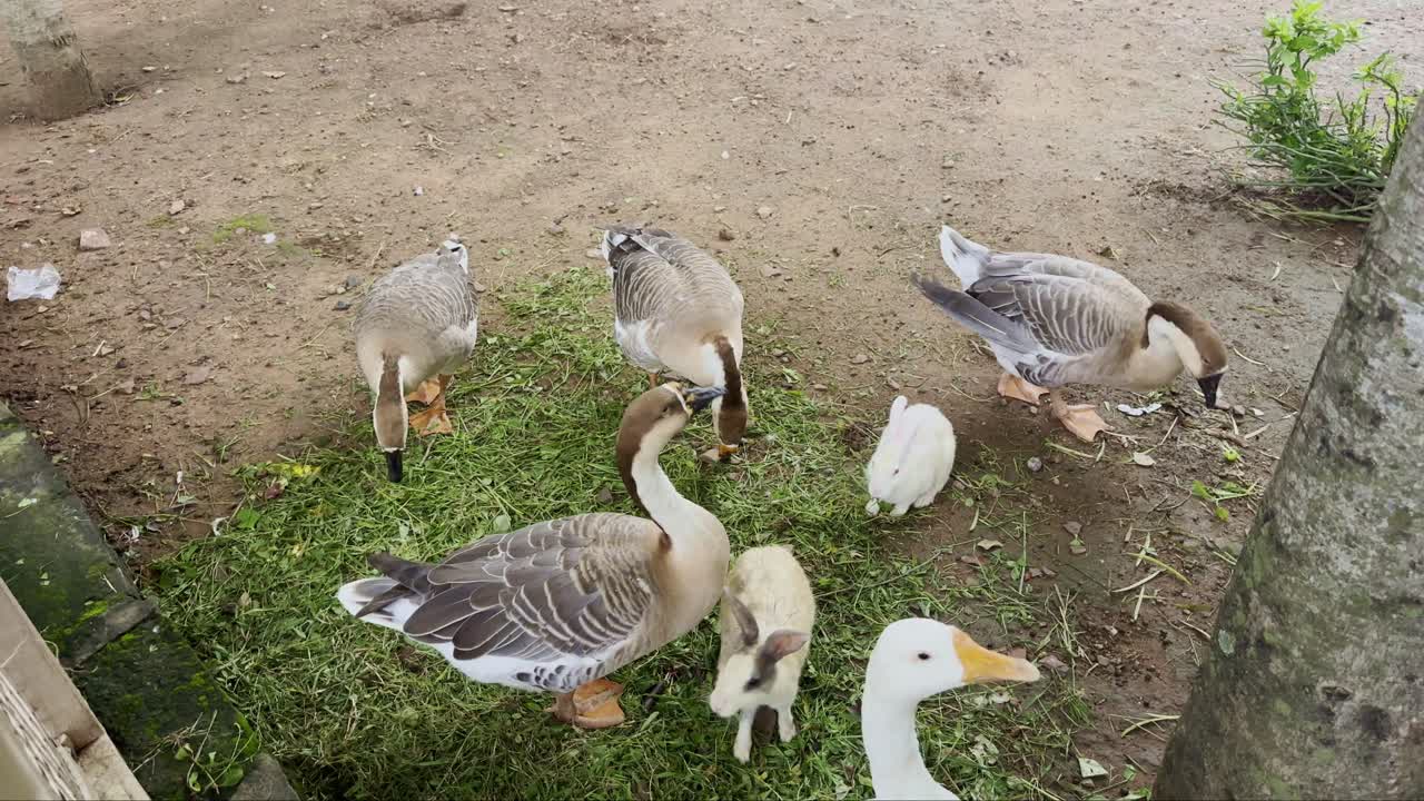 Ducks, geese, and rabbits coexisting harmoniously while grazing in a natural setting