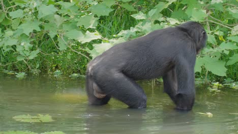 bonobo caminando en un lago en el denso bosque, congo drc