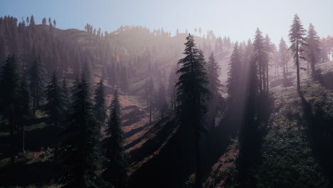 Evergreen-fir-trees-with-cones,-peaks-of-French-Alps-mountains