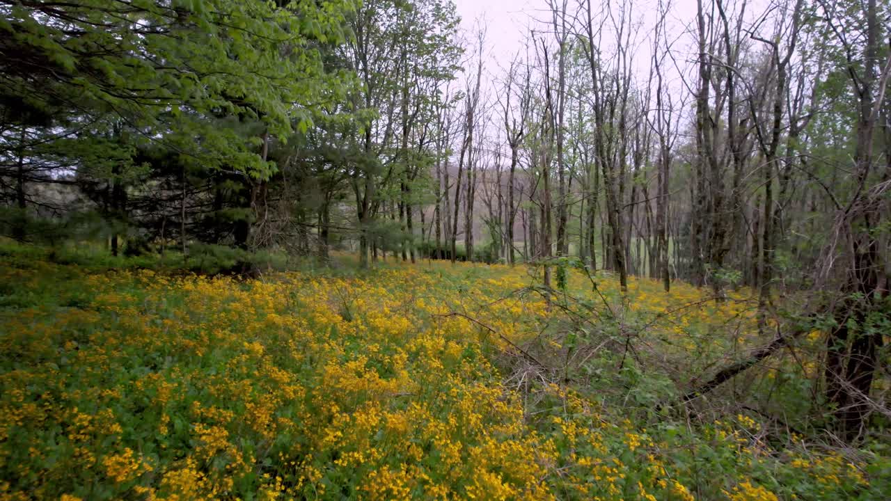 flor silvestre de pie de potro aéreo en bosque de montaña cerca de boone nc, carolina del norte