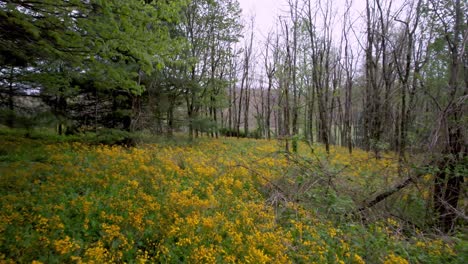 Colts-Foot-Wildblume-Aus-Der-Luft-Im-Bergwald-In-Der-Nähe-Von-Boone,-North-Carolina,-North-Carolina