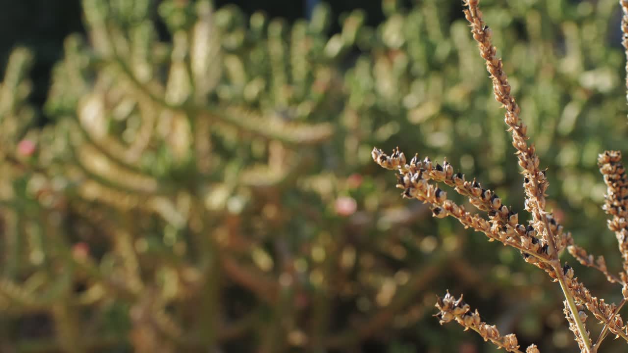 Close up green cactus with yellow spines within a desert environment, city park in Barcelona, Montjuic. African background