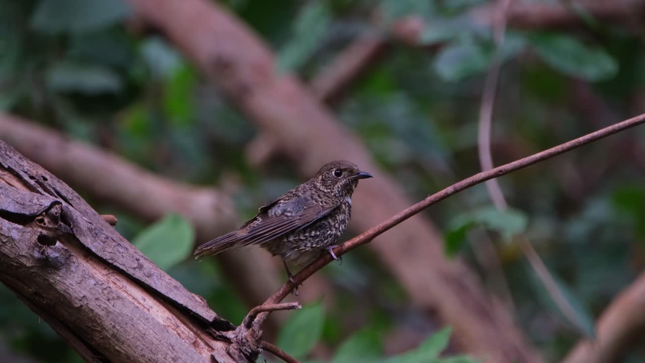 sacudiendo sus plumas para secar y luego limpiando su pico en la rama para limpiar, el tordo de roca de garganta blanca monticola gularis, tailandia