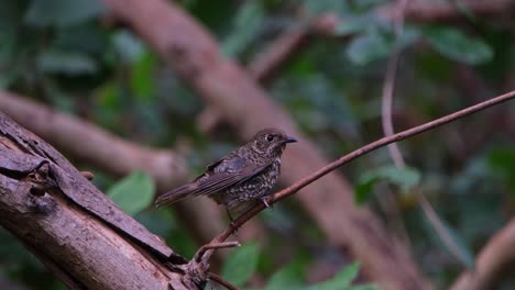 sacudiendo sus plumas para secar y luego limpiando su pico en la rama para limpiar, el tordo de roca de garganta blanca monticola gularis, tailandia