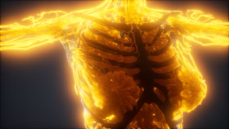 Colorful-Human-Body-animation-showing-bones-and-organs