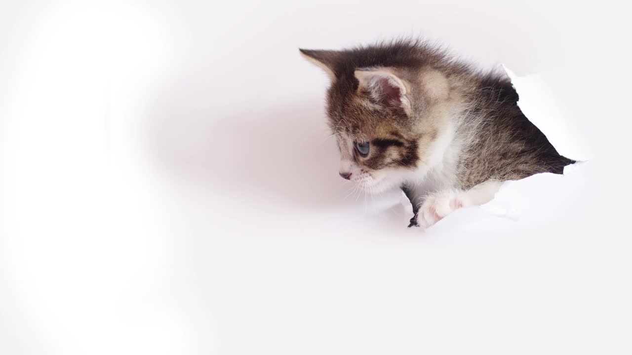 새끼 고양이가  종이에 어진 구을 통해 머리를 넣고