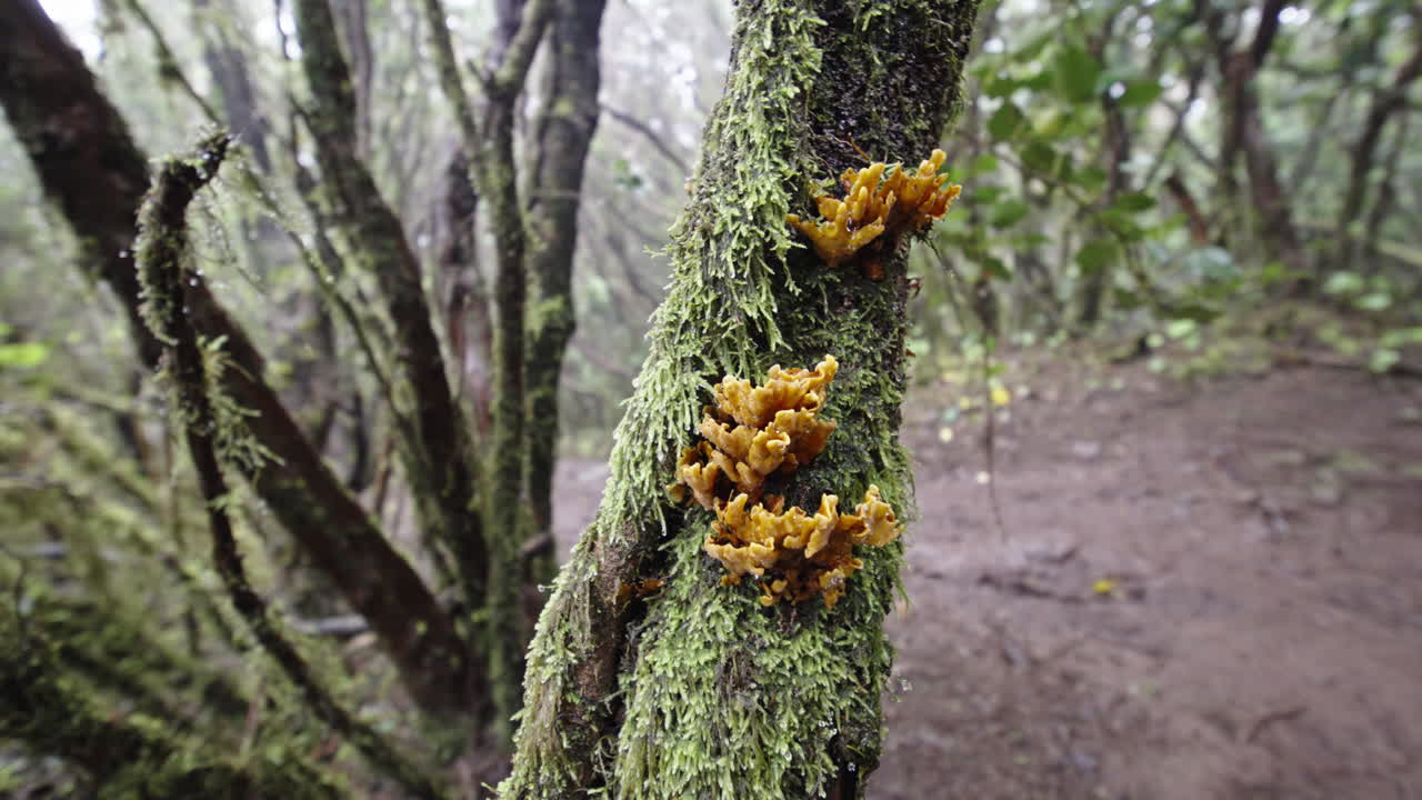 Lush Anaga forest scene with vibrant moss and fungi on tree bark