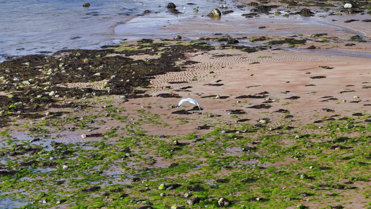 Seagull flies low over mossy rocks and sand on a bright coastal day, camera tracking
