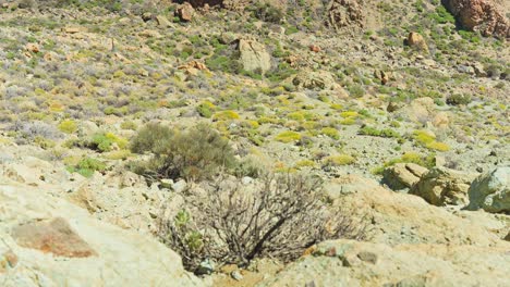 harsh summer weather at mount teide tenerife spain