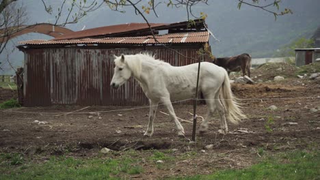 Ein-Wunderschönes-Weißes-Pferd,-Das-Sich-Mit-Natürlichem-Gang-Bewegt,-Draußen-Auf-Dem-Bauernhof