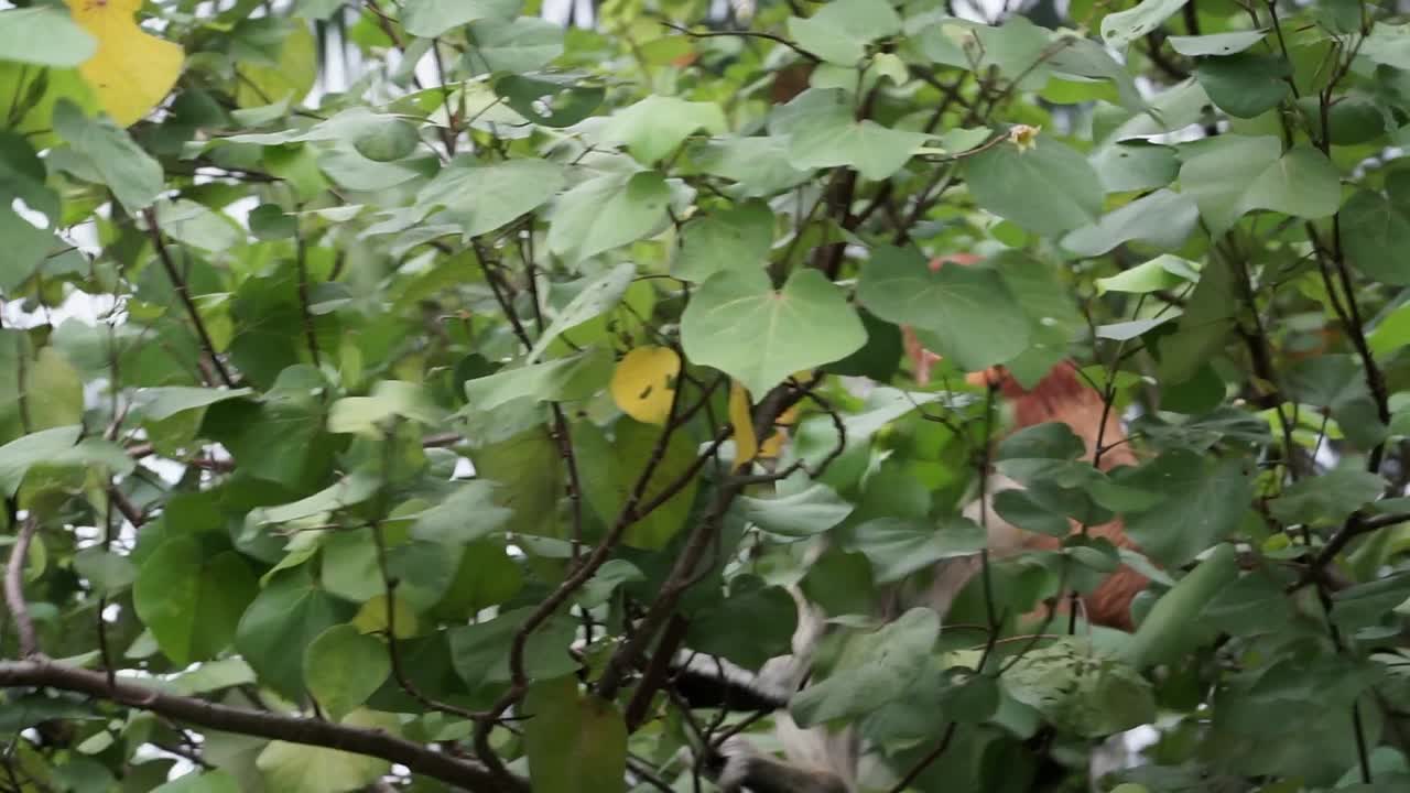 정글과 보르네오 숲에 있는 나무 꼭대기에 있는 과일과 잎을 먹는 주황색 성인 남성 코 원숭이