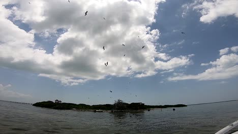 seagulls hovering over an island, bird island in holbox, mexico