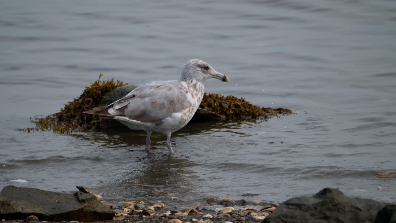una gaviota camina y se alimenta en aguas poco profundas del océano en una costa rocosa mientras la cámara rastrea