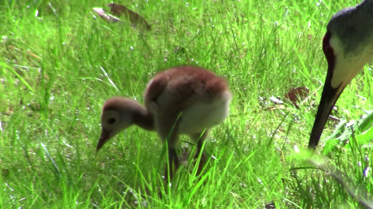 스나드힐 두루미 새끼는 어미가 2를 바라보며 풀밭을 걷고 있다