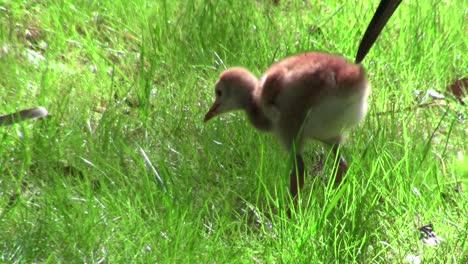 Ein-Küken-Läuft-Im-Gras,-Während-Seine-Mutter-Auf-2-Schaut