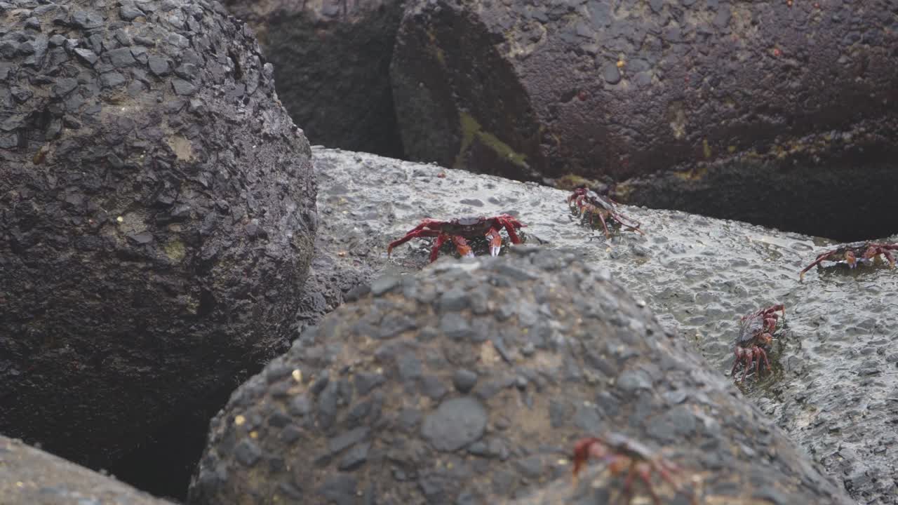 Group of Soldier crabs or genus Dotilla on rock boulders of ocean coast at marine drive mumbai