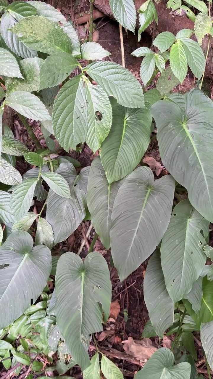 Follaje tropical verde exuberante en un entorno de selva tropical