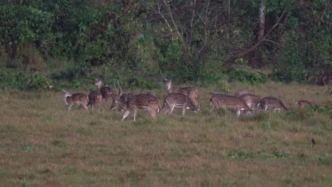 Un-Grupo-De-Ciervos-Manchados-Alerta-Por-Los-Peligros-En-La-Jungla