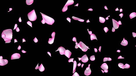 flowers petals falling loop background green screen animation.