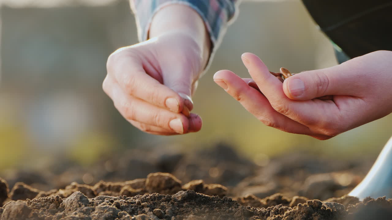 las manos de los granjeros están plantando granos en el nuevo concepto de vida del suelo