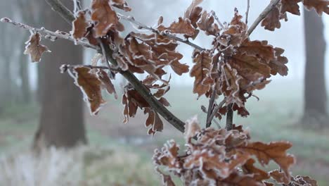 green winter leaves in freezing temperatures