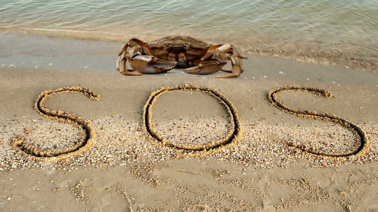 Crab and an inscription on sand, the beach. The inscription SOS on sand