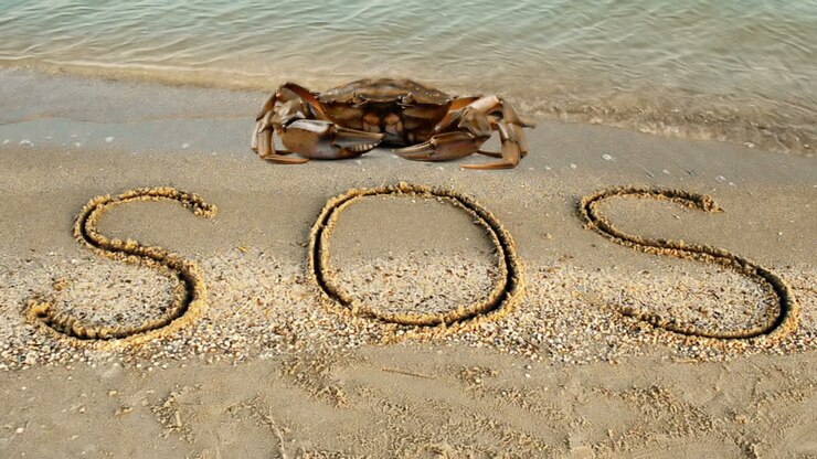Crab and an inscription on sand, the beach. The inscription SOS on sand