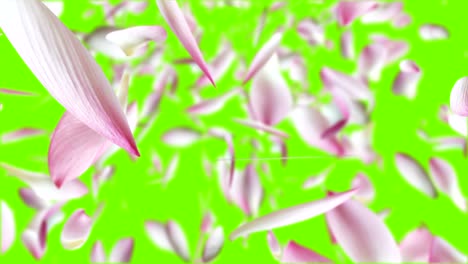 los pétalos de loto rosados están volando.