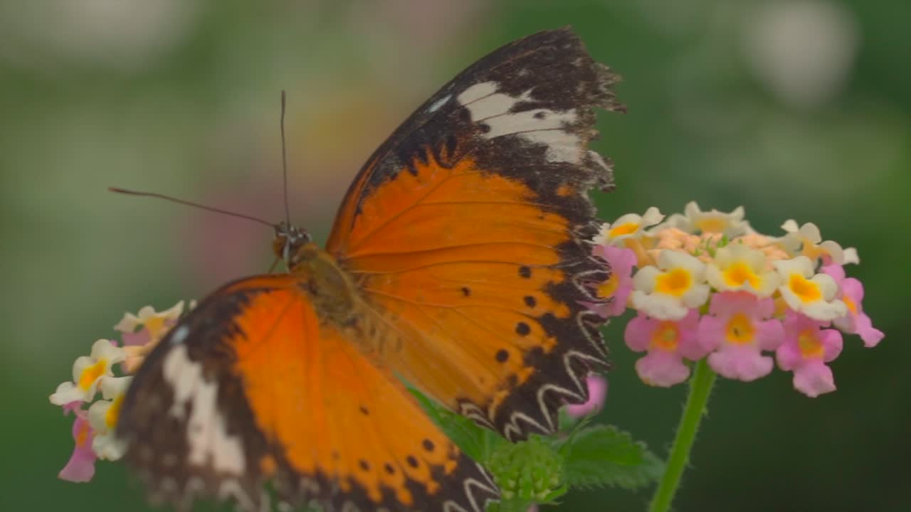 tiro macro en cámara lenta de la mariposa monarca saltando de flor en flor en la naturaleza