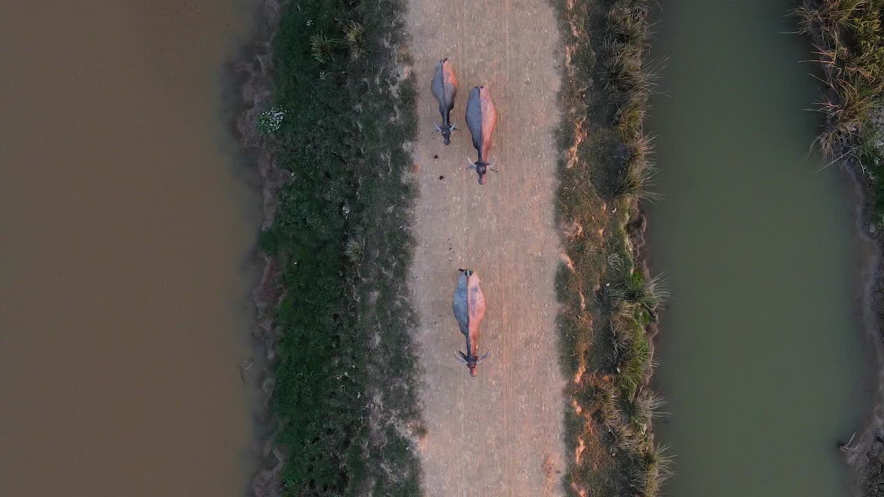 Bufali che camminano su un sentiero rurale di campagna con piccoli ruscelli intorno, ripresa dall'alto.