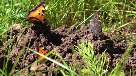 Eine-Massive-Schmetterlingswanderung-Zieht-Durch-Einen-Wald-In-Südkalifornien-3