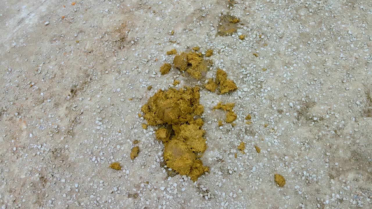 una secuencia muestra estiércol de caballo en un camino de grava a la luz del día, destacando texturas naturales y tonos de tierra